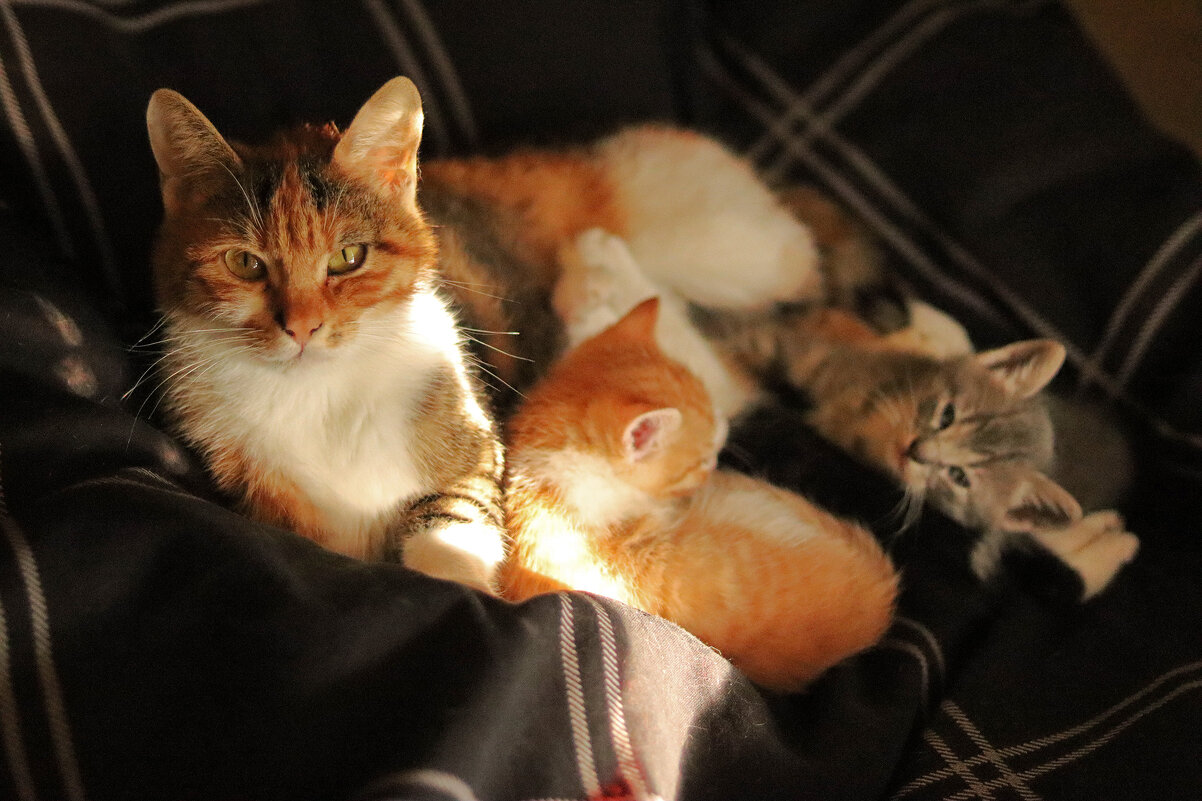 *** - Елена Kазак (selena1965)