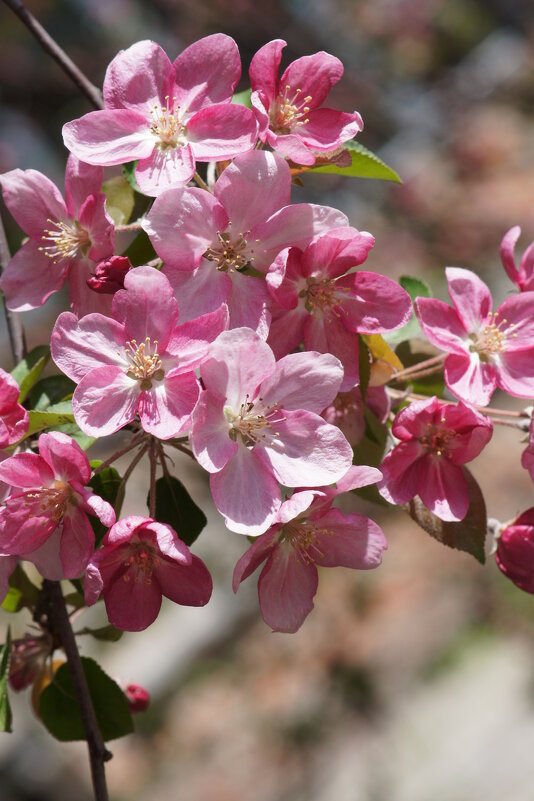 Ветка яблони - Наталия Григорьева Ветка яблони - Наталия Григорьева