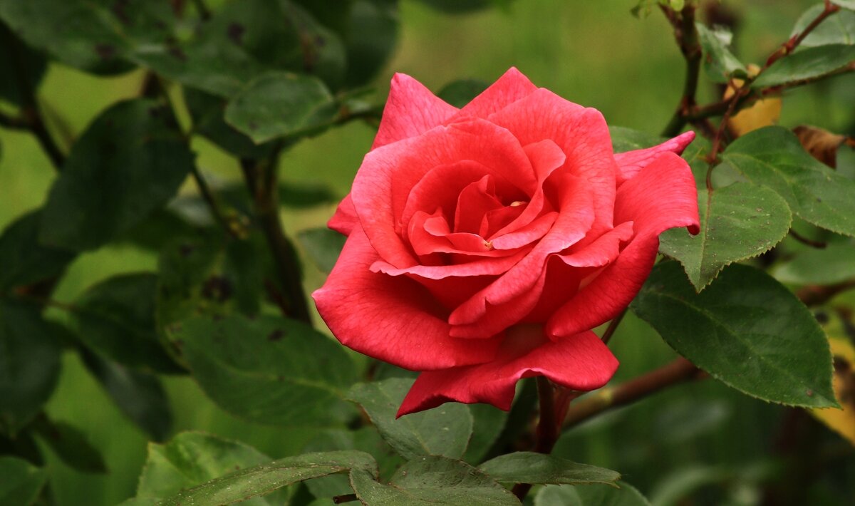 Доброе утро - Юрий. Шмаков Доброе утро - Юрий. Шмаков