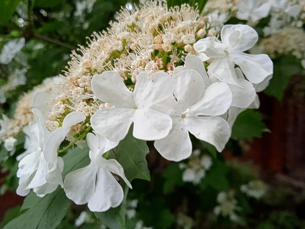 Цветет калина. - Михаил Столяров