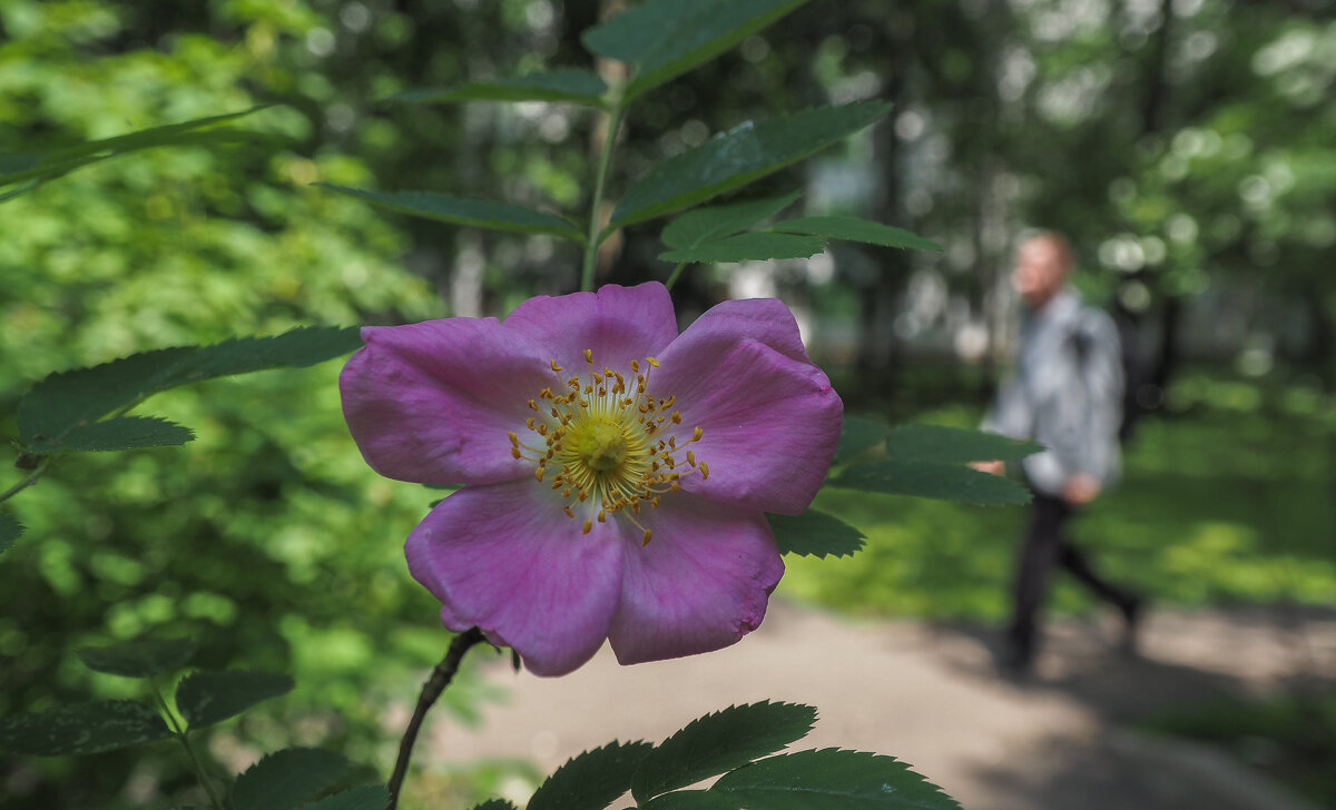 Природа в Городе - юрий поляков Природа в Городе - юрий поляков