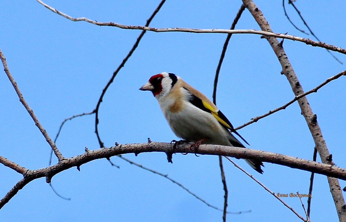 Щегол, или Щеголь. - Восковых Анна Васильевна Щегол, или Щеголь. - Восковых Анна Васильевна
