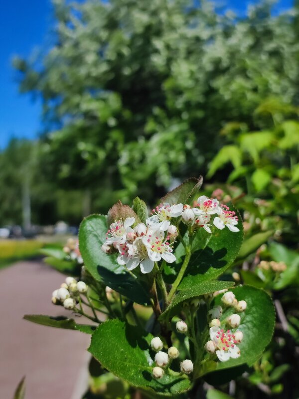 Весна в городе - Татьяна 