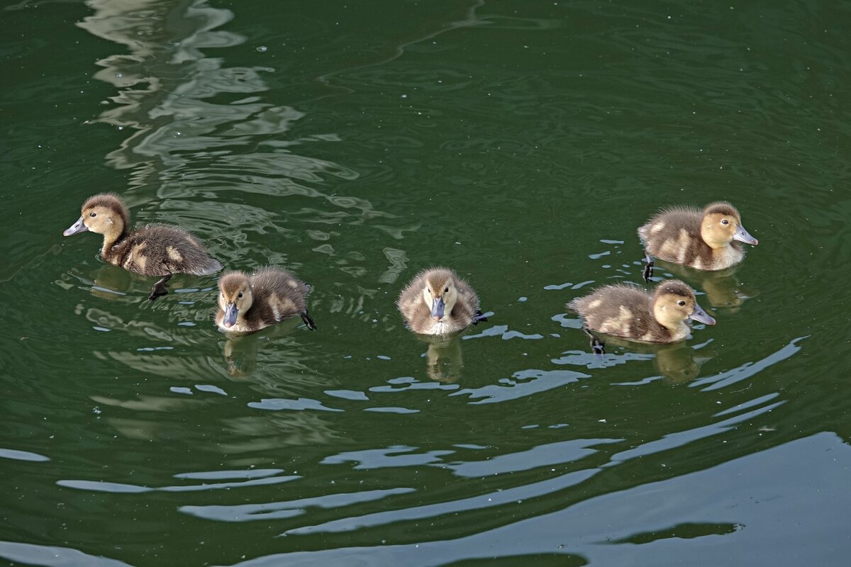 Пушистики - Светлана Каруненко Пушистики - Светлана Каруненко