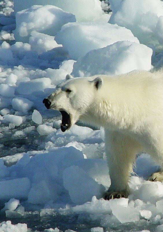 Весь на эмоциях. - игорь кио Весь на эмоциях. - игорь кио