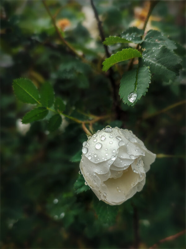 А просто летний дождь прошёл.(2) - AZ east3 А просто летний дождь прошёл.(2) - AZ east3