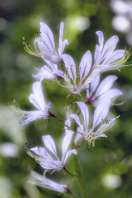 Из летнего - LudMila Из летнего - LudMila