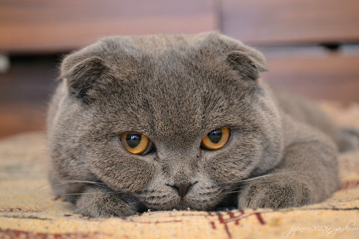 Баксимильян - Ирина Жигунова Баксимильян - Ирина Жигунова