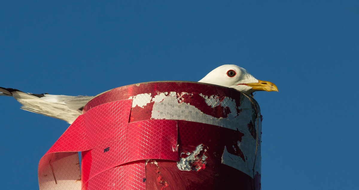 Black-headed gull | 7 - Sergey Sonvar