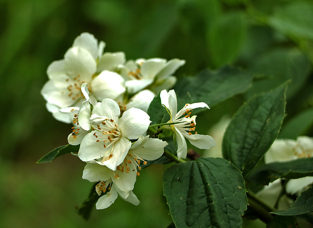Чубушник - Светлана 