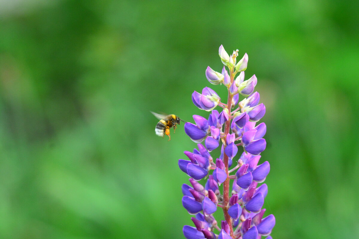 мохнатый  шмель - леонид логинов