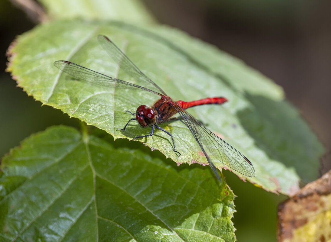 стрекоза - юрий макаров