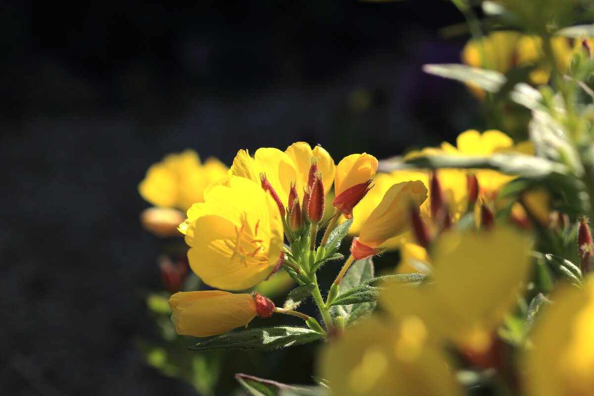 *** - Виктор Ноговицин