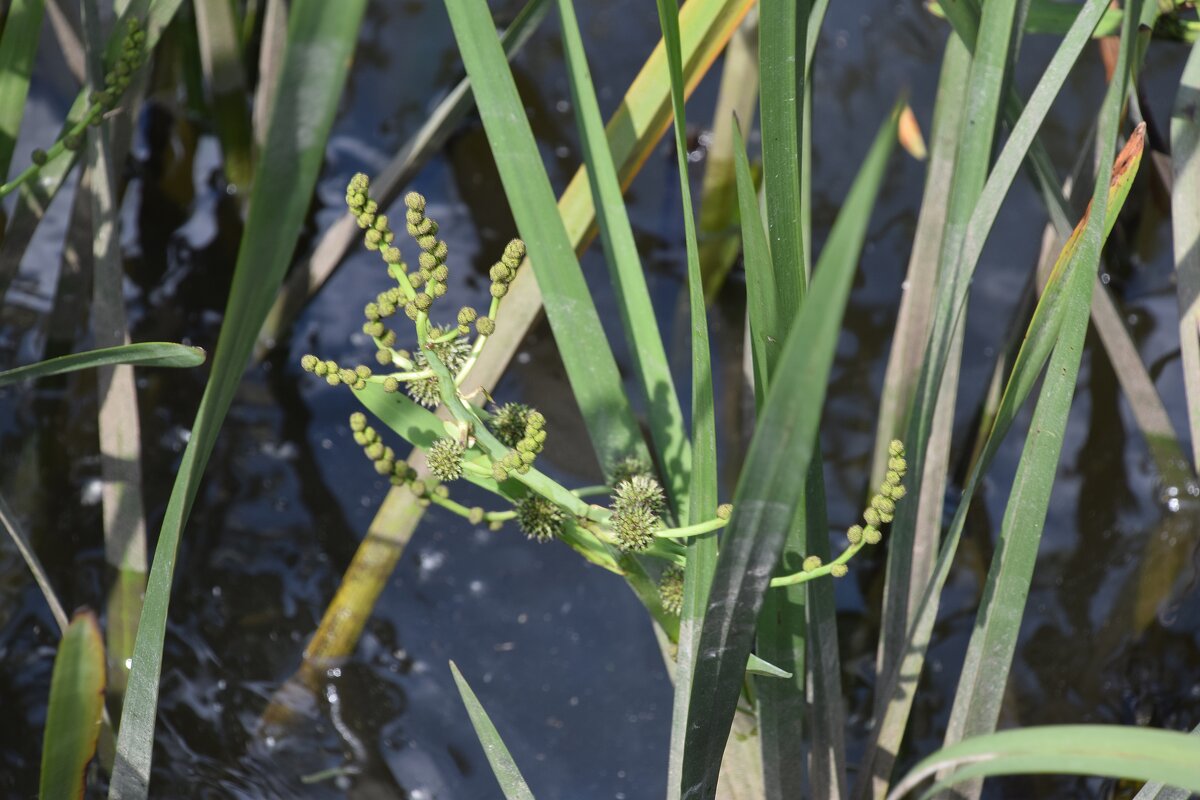 Водная растительность - Oleg4618 Шутченко