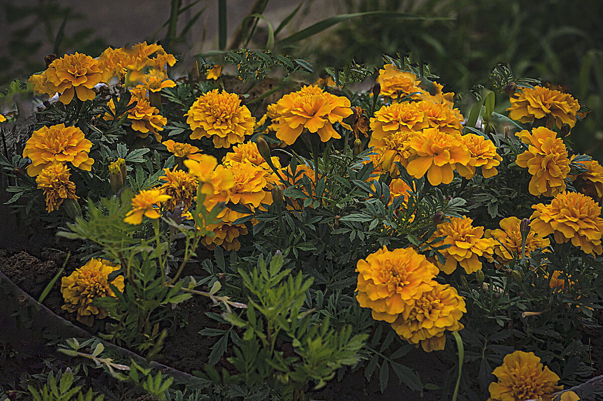 Цветение - Владимир Кроливец