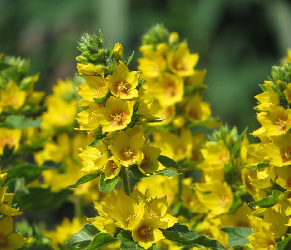 Вербейник - Лариса С.