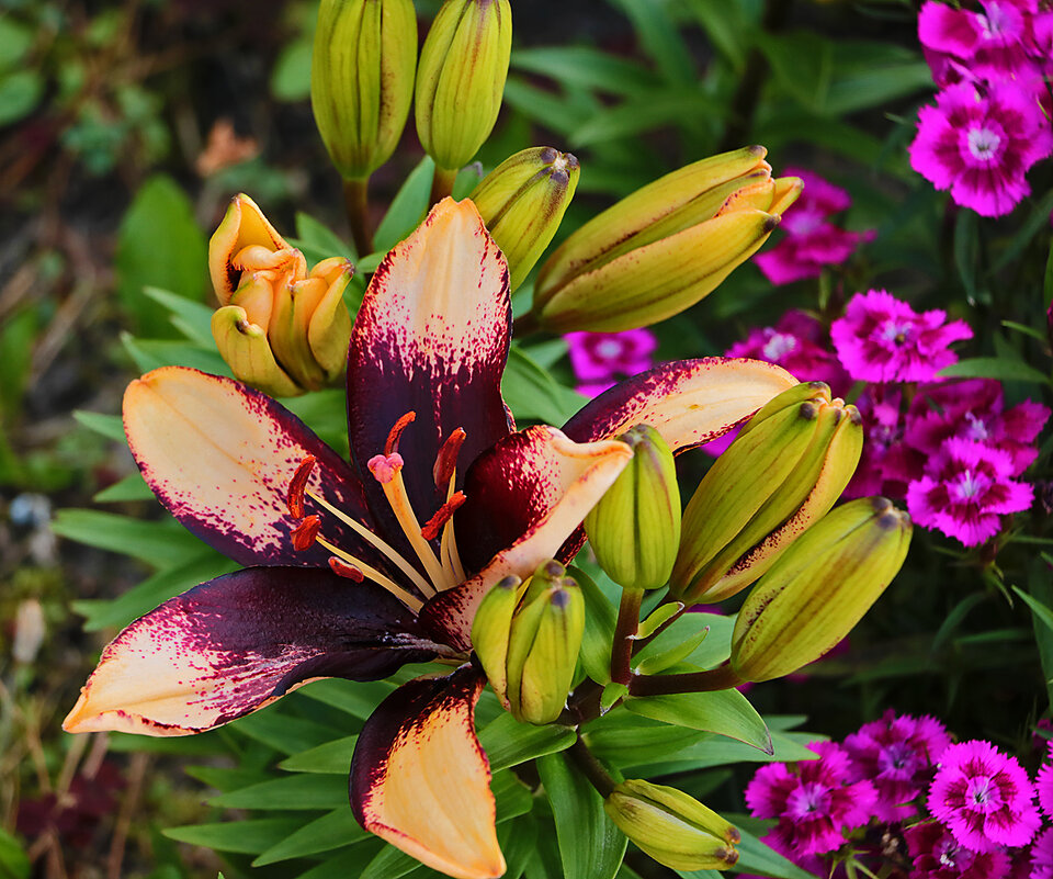 Вот такая лилия - Светлана Вот такая лилия - Светлана