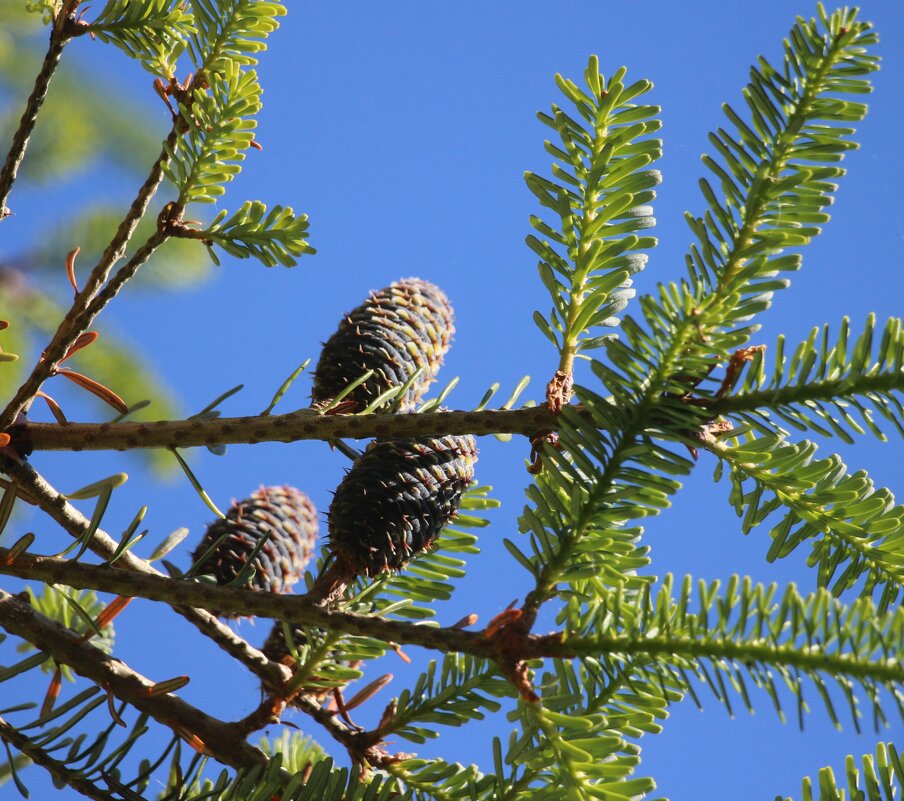*** - Наталья Герасимова