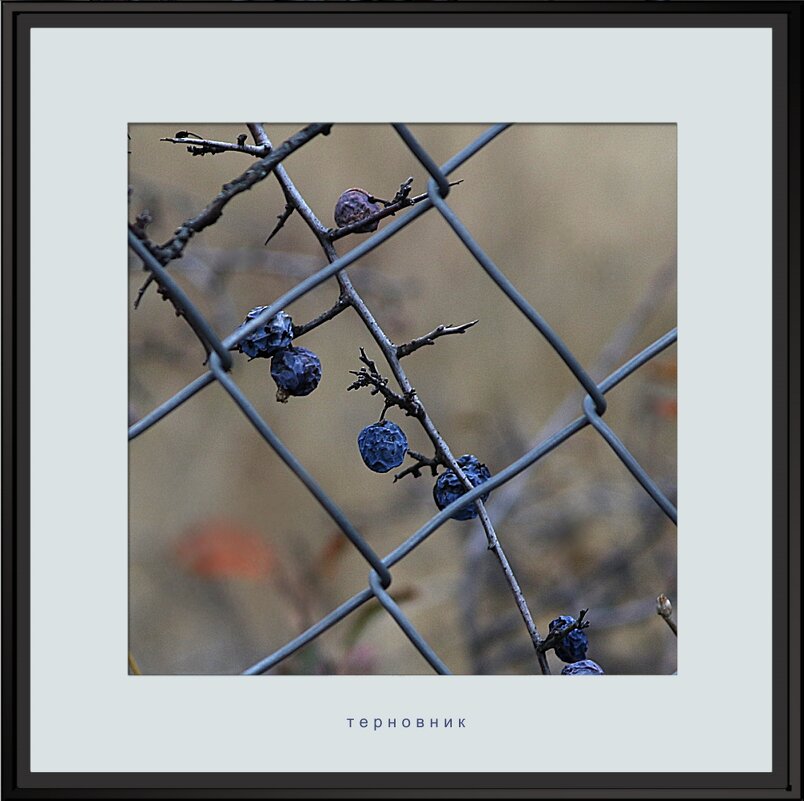 Крым. Терновник - Николай Семёнов Крым. Терновник - Николай Семёнов