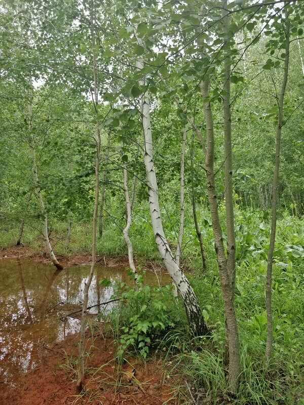 Родник железистой воды - Андрей Хлопонин