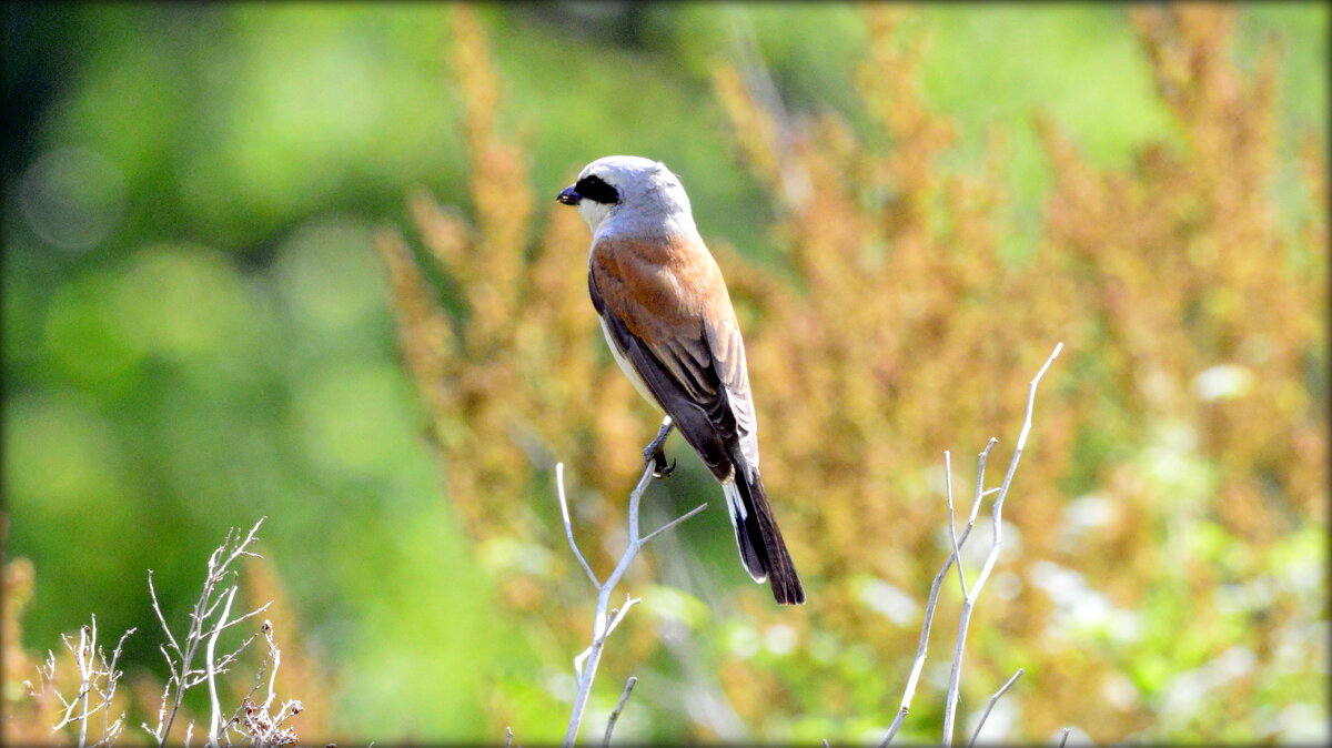 Мой первый жулан - Сергей Мой первый жулан - Сергей