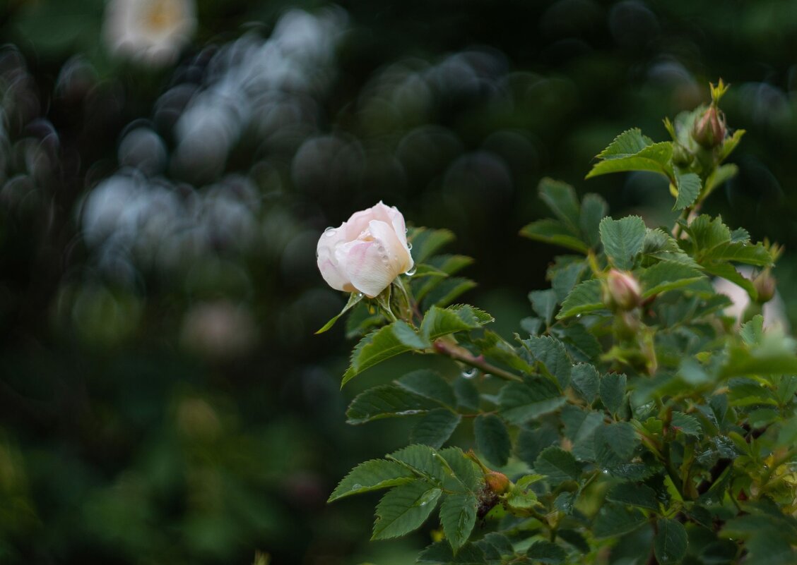 Окру́га после майского дождя. - Анатолий Щербак