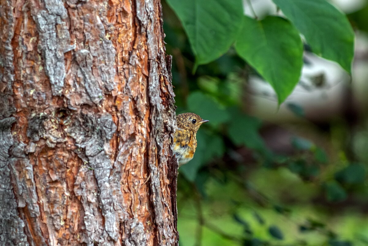 Шпионит. - Анатолий. Chesnavik. Шпионит. - Анатолий. Chesnavik.
