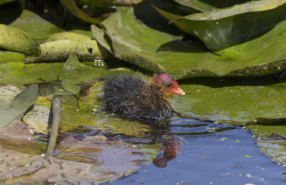 птенец лысухи - юрий макаров птенец лысухи - юрий макаров