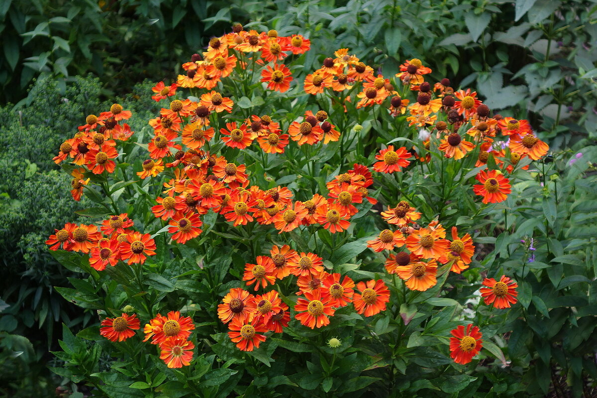 Гелениум - Рита Симонова Гелениум - Рита Симонова