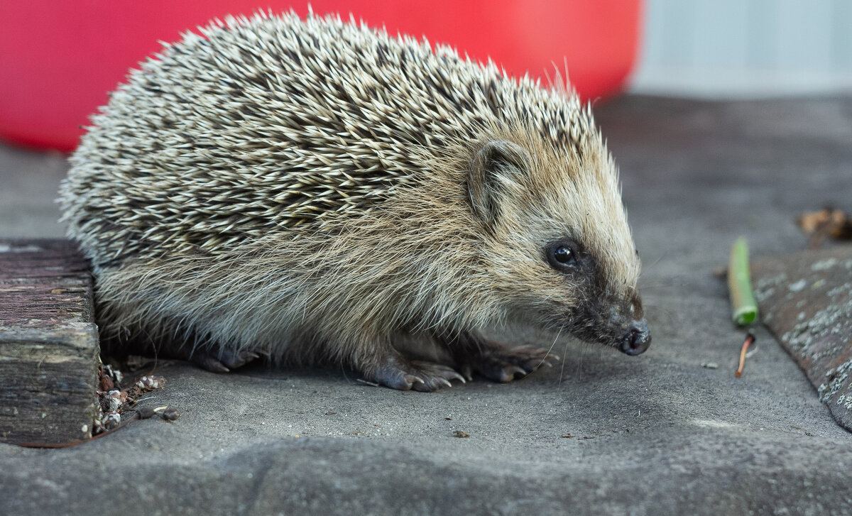 Hedgehog on old roofing material | 3 - Sergey Sonvar