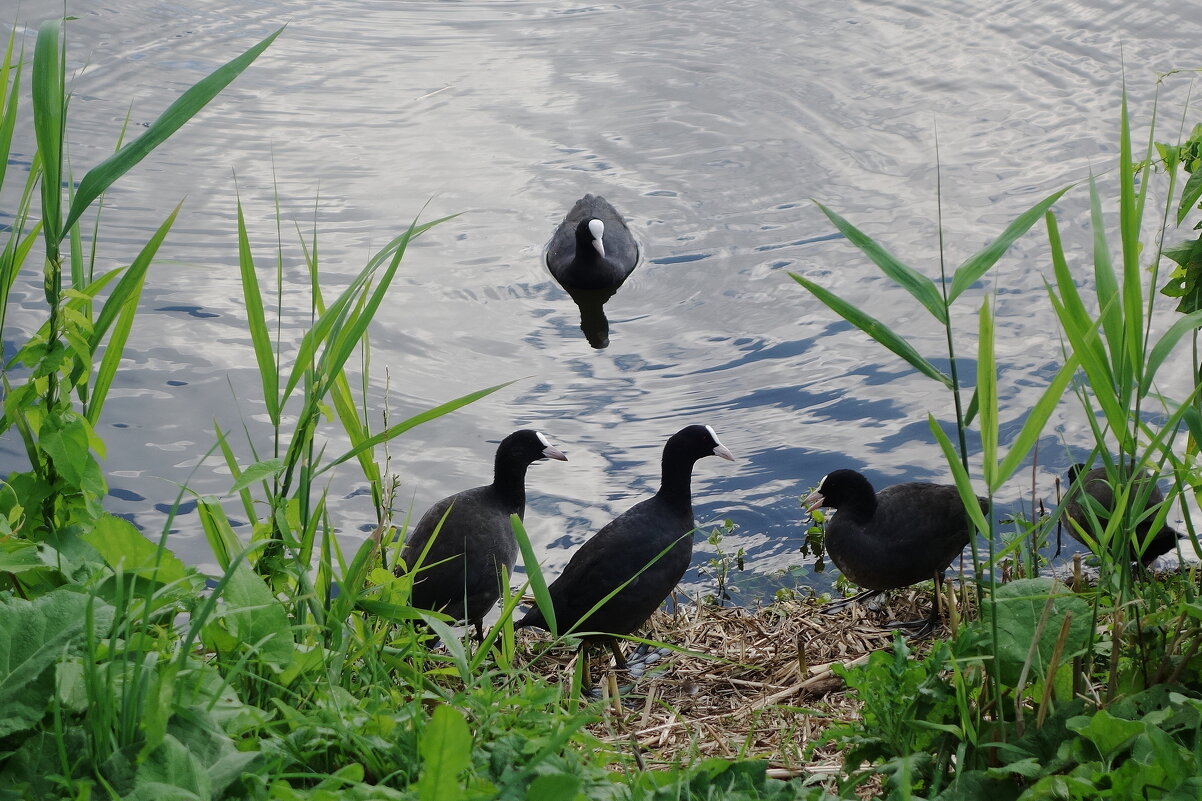 Молодые лысухи - Рита Симонова