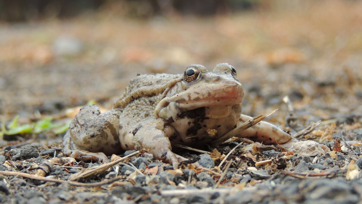 Царевна? - Игорь Родионов Царевна? - Игорь Родионов