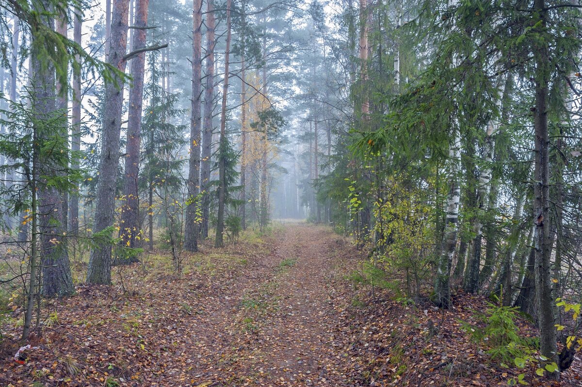 Утро осеннее - Валерий Иванович