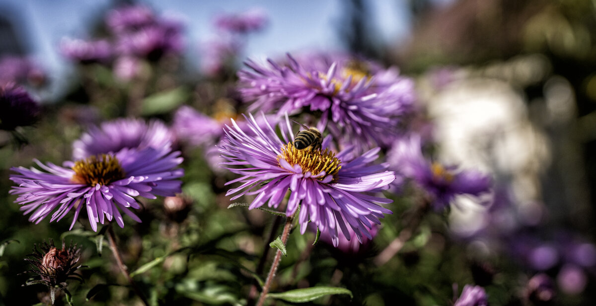 Осенний контрастный репортаж ;-) - Алексей Пышненко Осенний контрастный репортаж ;-) - Алексей Пышненко