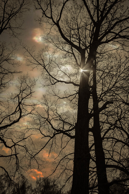 Силуэт - Dietmar 