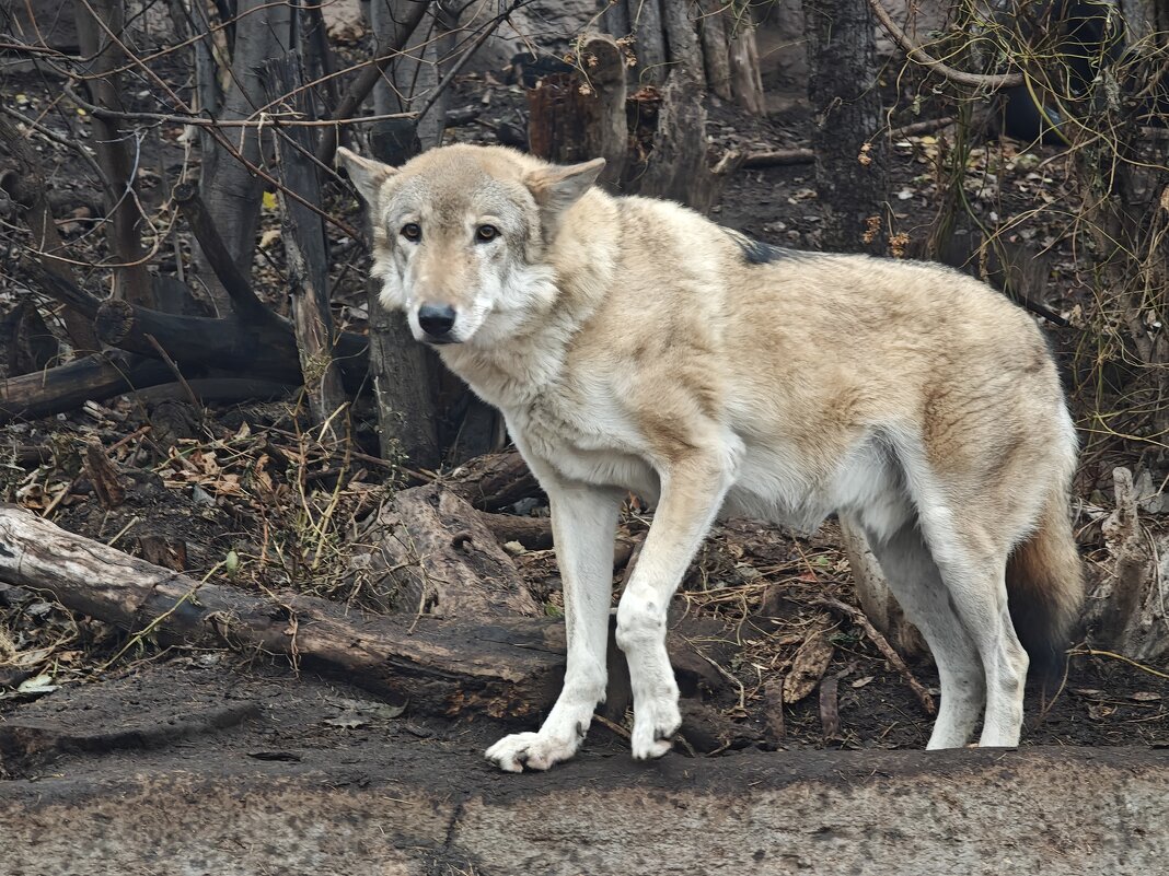 Волк - <<< Наташа >>>