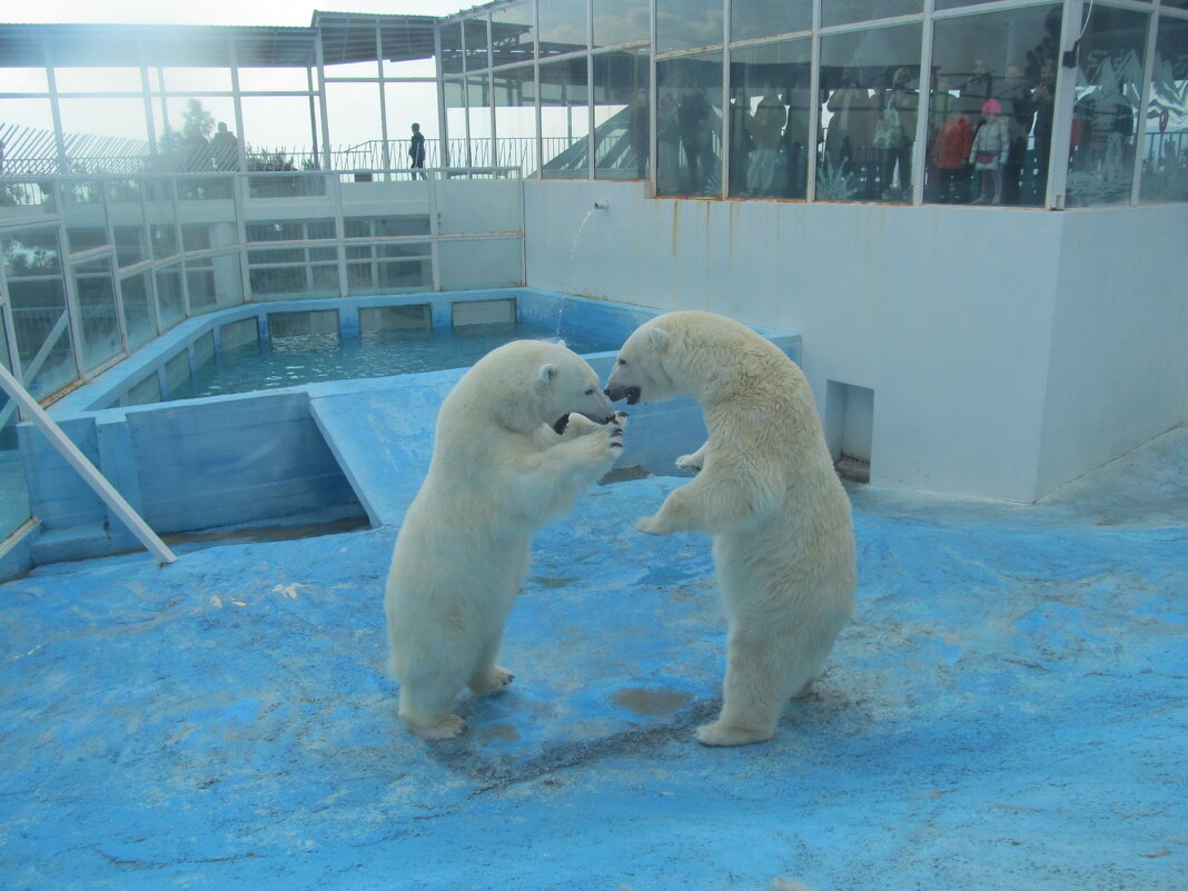 Разговор на повышенных тонах - Елена Шаламова Разговор на повышенных тонах - Елена Шаламова