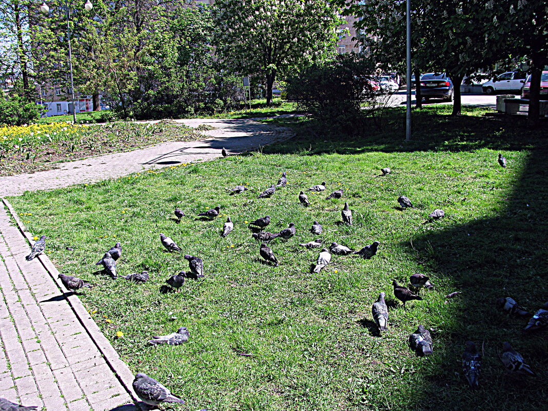 Весна. - Владимир Драгунский