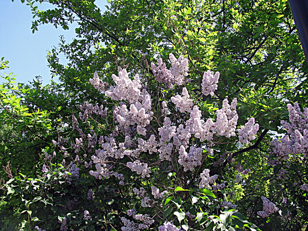 Весна. - Владимир Драгунский Весна. - Владимир Драгунский