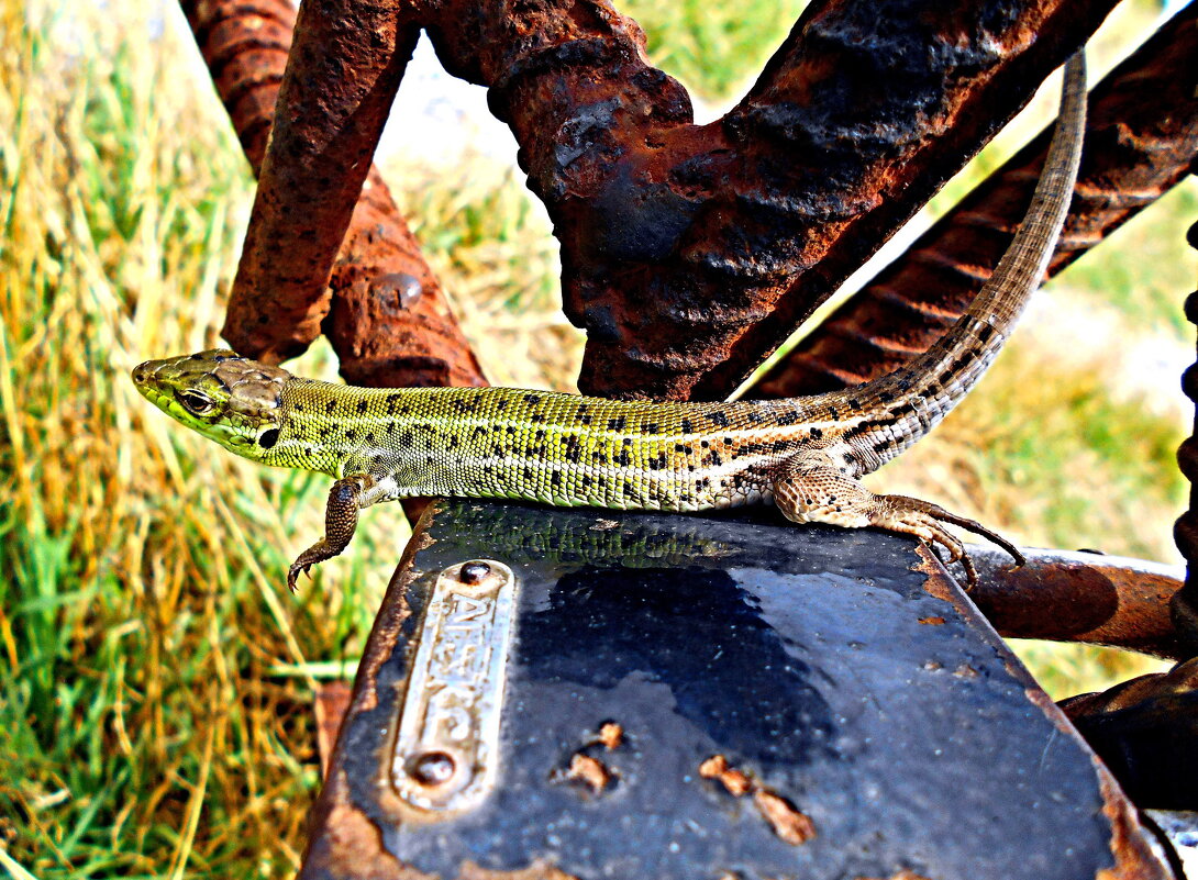 Стража не дремлет...) - Константин Штарк Стража не дремлет...) - Константин Штарк