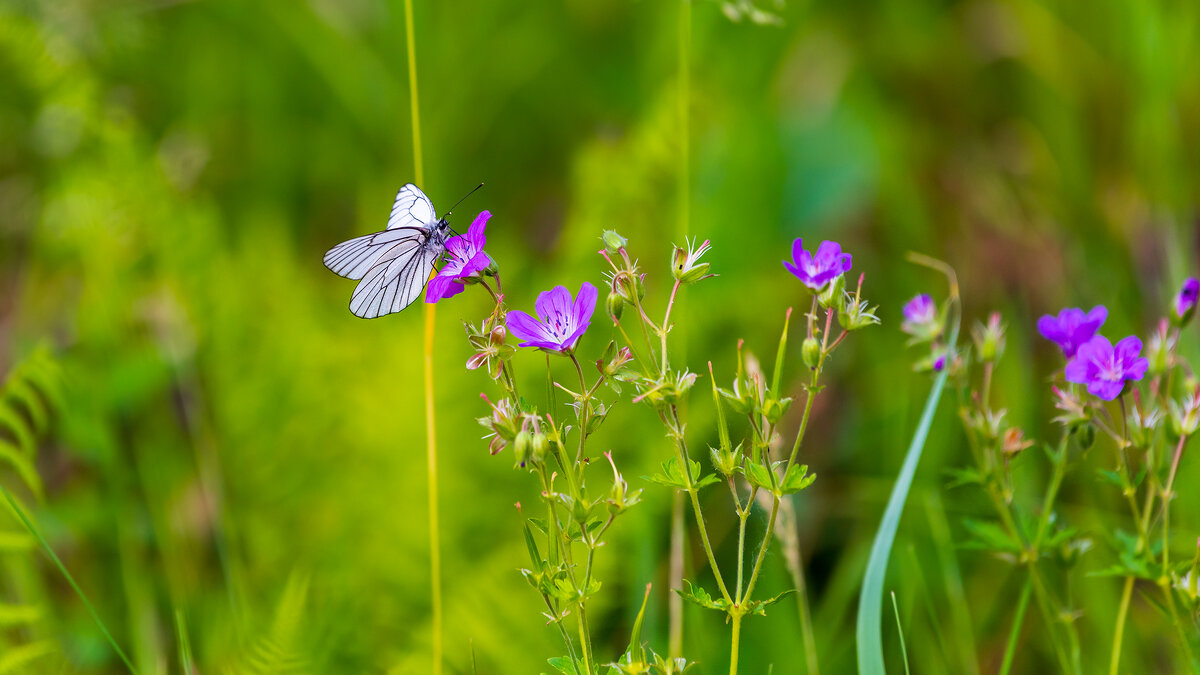 Бежин луг - Владимир Лазарев