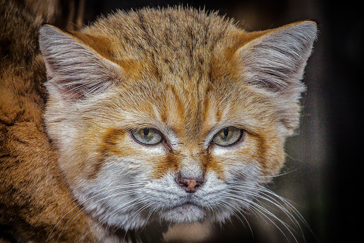 кот барханный - аркадий 