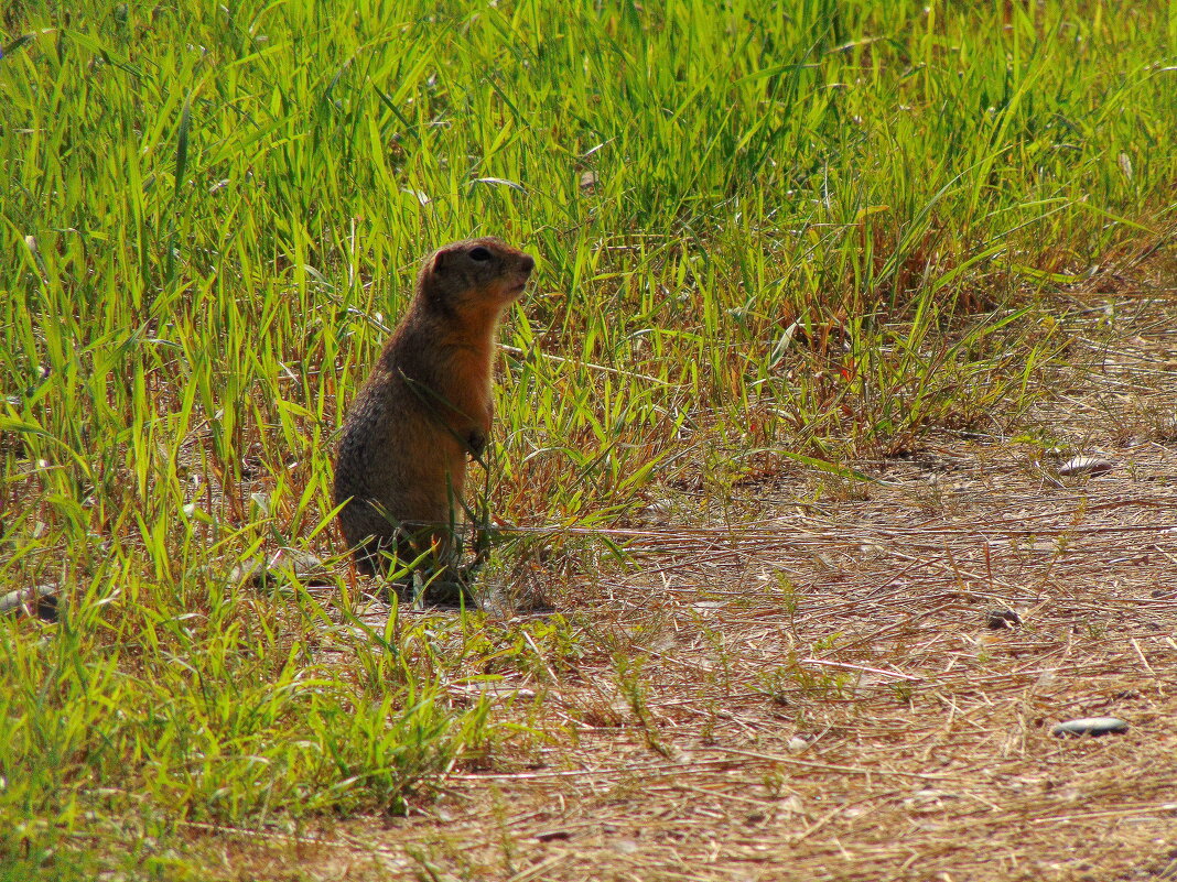 Куда бы мне податься ? - nadyasilyuk Вознюк Куда бы мне податься ? - nadyasilyuk Вознюк
