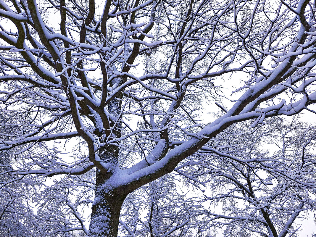 Графика зимы - Ирина Румянцева Графика зимы - Ирина Румянцева