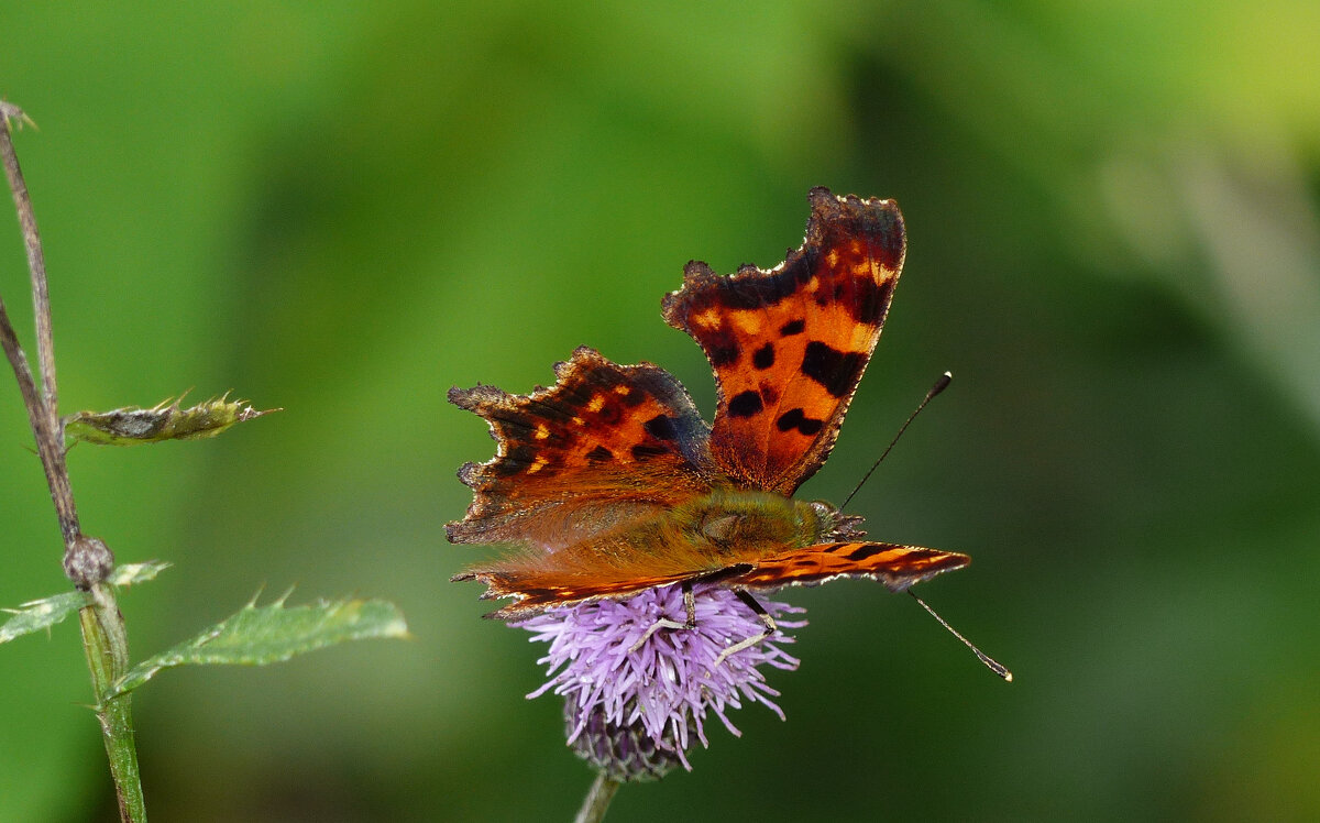 опять про бабочек 78 - Александр Прокудин опять про бабочек 78 - Александр Прокудин