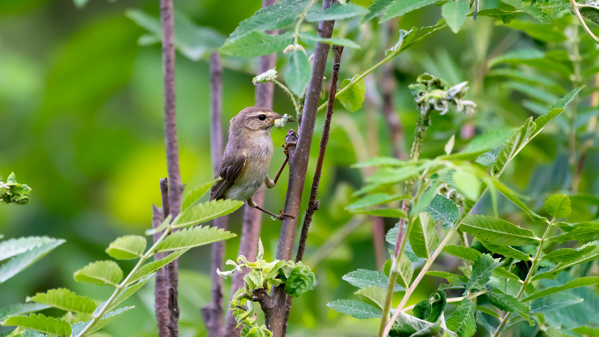 Молодая пеночка (предположительно) - Владимир Лазарев Молодая пеночка (предположительно) - Владимир Лазарев