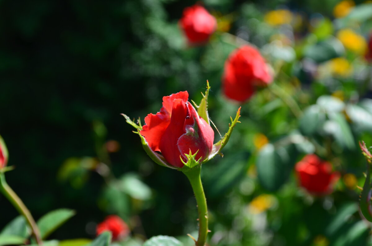 ,,, - Сергей Тимоновский