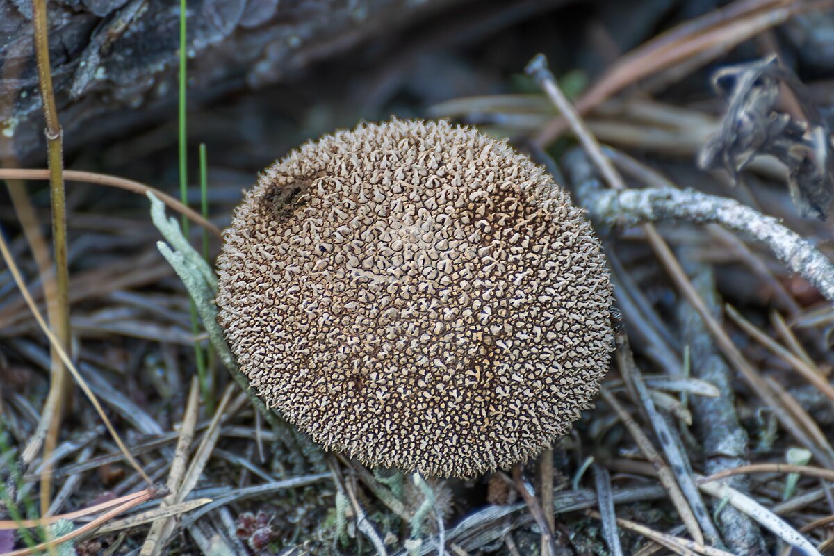 Lycoperdon echinatum - Игорь Сикорский