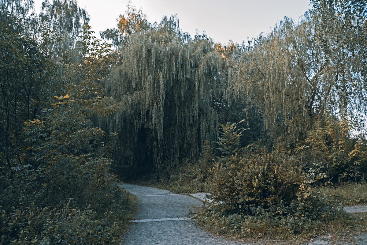 В Сокольниках - Сергей Фомичев