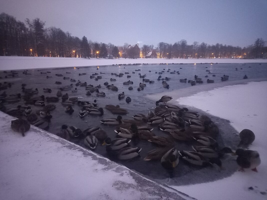 Утки - Сапсан 